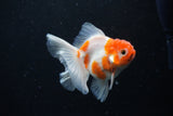 Thai Oranda  Sakura 3.5 Inch (ID#1126To5b-88) Free2Day SHIPPING