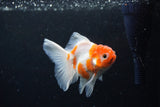 Thai Oranda  Sakura 3.5 Inch (ID#1126To5b-88) Free2Day SHIPPING