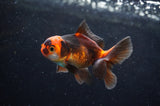 Baby Thai Oranda  Tricolor 3 Inch (ID#418TPTA-95) Free2Day SHIPPING