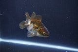 Baby Thai Oranda  Bronze 3 Inch (ID#1025ToPTA-32) Free2Day SHIPPING