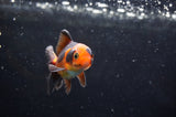 Baby Thai Oranda  Tricolor 3 Inch (ID#418TPTA-95) Free2Day SHIPPING