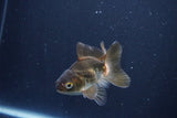 Baby Thai Oranda  Bronze 3 Inch (ID#1025ToPTA-32) Free2Day SHIPPING