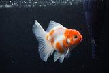 Thai Oranda  Sakura 3.5 Inch (ID#1126To5b-88) Free2Day SHIPPING