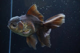 Thai Oranda  Panda 6 Inch (ID#917To6c-116)