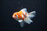 Thai Oranda  Sakura 3.5 Inch (ID#1126To5b-88) Free2Day SHIPPING