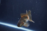 Baby Thai Oranda  Bronze 3 Inch (ID#1025ToPTA-32) Free2Day SHIPPING