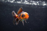 Baby Thai Oranda  Tricolor 3 Inch (ID#418TPTA-95) Free2Day SHIPPING