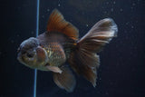 Thai Oranda  Panda 6 Inch (ID#917To6c-116)