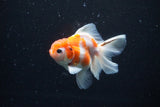 Thai Oranda  Sakura 3.5 Inch (ID#1126To5b-88) Free2Day SHIPPING