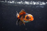 Baby Thai Oranda  Tricolor 3 Inch (ID#418TPTA-95) Free2Day SHIPPING