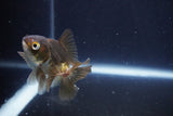 Baby Thai Oranda  Bronze 3 Inch (ID#1025ToPTA-32) Free2Day SHIPPING