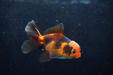 Baby Thai Oranda  Tricolor 3 Inch (ID#418TPTA-95) Free2Day SHIPPING