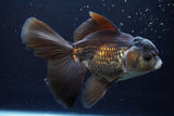 Thai Oranda  Panda 6 Inch (ID#917To6c-116)