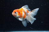 Thai Oranda  Sakura 3.5 Inch (ID#1126To5b-88) Free2Day SHIPPING