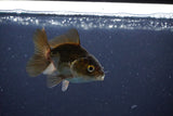 Baby Thai Oranda  Bronze 3 Inch (ID#1025ToPTA-32) Free2Day SHIPPING