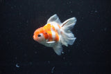 Thai Oranda  Sakura 3.5 Inch (ID#1126To5b-88) Free2Day SHIPPING