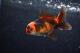 Baby Thai Oranda  Tricolor 3 Inch (ID#418TPTA-95) Free2Day SHIPPING