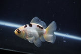 Baby Thai Oranda  Panda 3 Inch (ID#1025ToPTA-33) Free2Day SHIPPING