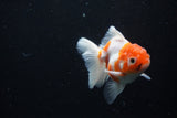 Thai Oranda  Sakura 3.5 Inch (ID#1126To5b-88) Free2Day SHIPPING