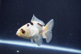 Baby Thai Oranda  Panda 3 Inch (ID#1025ToPTA-33) Free2Day SHIPPING