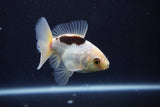 Baby Thai Oranda  Panda 3 Inch (ID#1025ToPTA-33) Free2Day SHIPPING