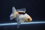 Baby Thai Oranda  Panda 3 Inch (ID#1025ToPTA-33) Free2Day SHIPPING