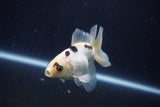 Baby Thai Oranda  Panda 3 Inch (ID#1025ToPTA-33) Free2Day SHIPPING