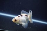 Baby Thai Oranda  Panda 3 Inch (ID#1025ToPTA-33) Free2Day SHIPPING