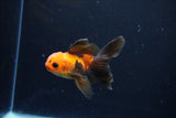 Juvenile Thai Oranda  Red Black 3.5 Inch (ID#1122To13b-59) Free2Day SHIPPING