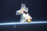 Baby Thai Oranda  Panda 3 Inch (ID#1025ToPTA-33) Free2Day SHIPPING