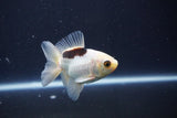 Baby Thai Oranda  Panda 3 Inch (ID#1025ToPTA-33) Free2Day SHIPPING