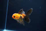 Juvenile Thai Oranda  Red Black 3.5 Inch (ID#1122To13b-59) Free2Day SHIPPING