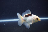 Baby Thai Oranda  Panda 3 Inch (ID#1025ToPTA-33) Free2Day SHIPPING