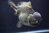 Giant Yuan Bao Oranda  Blue 7 Inch (ID#816Yb10a-109)