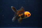 Juvenile Thai Oranda  Red Black 3.5 Inch (ID#1122To13b-59) Free2Day SHIPPING