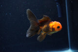 Juvenile Thai Oranda  Red Black 3.5 Inch (ID#1122To13b-59) Free2Day SHIPPING