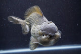 Giant Yuan Bao Oranda  Blue 7 Inch (ID#816Yb10a-109)