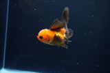 Juvenile Thai Oranda  Red Black 3.5 Inch (ID#1122To13b-59) Free2Day SHIPPING