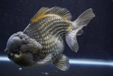 Giant Yuan Bao Oranda  Blue 7 Inch (ID#816Yb10a-109)