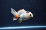 Baby Thai Oranda  Tricolor 3 Inch (ID#1025ToPTA-34) Free2Day SHIPPING