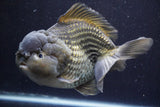 Giant Yuan Bao Oranda  Blue 7 Inch (ID#816Yb10a-109)