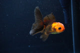 Juvenile Thai Oranda  Red Black 3.5 Inch (ID#1122To13b-59) Free2Day SHIPPING