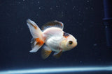 Baby Thai Oranda  Tricolor 3 Inch (ID#1025ToPTA-34) Free2Day SHIPPING