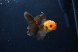 Juvenile Thai Oranda  Red Black 3.5 Inch (ID#1122To13b-59) Free2Day SHIPPING