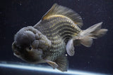 Giant Yuan Bao Oranda  Blue 7 Inch (ID#816Yb10a-109)