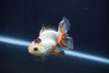 Baby Thai Oranda  Tricolor 3 Inch (ID#1025ToPTA-34) Free2Day SHIPPING