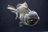 Giant Yuan Bao Oranda  Blue 7 Inch (ID#816Yb10a-109)