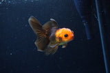 Juvenile Thai Oranda  Red Black 3.5 Inch (ID#1122To13b-59) Free2Day SHIPPING