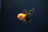 Juvenile Thai Oranda  Red Black 3.5 Inch (ID#1122To13b-59) Free2Day SHIPPING