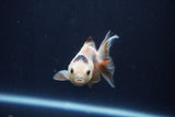 Baby Thai Oranda  Tricolor 3 Inch (ID#1025ToPTA-34) Free2Day SHIPPING